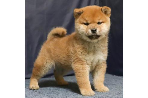 成約済の愛知県の柴犬-363751の3枚目